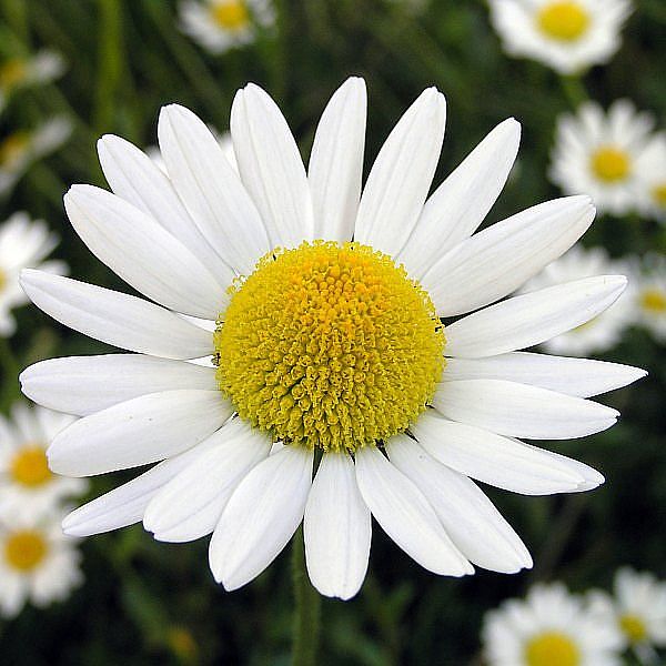 Chamomile which can be infused in hot water for drinking